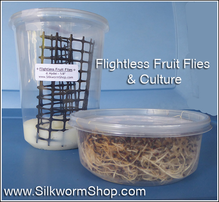 Detailed Images of our Melanogaster and Hydei with Feeding Culture