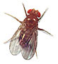 fruitfly
