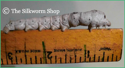 3 inch silkworm