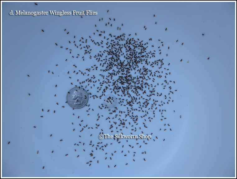 melanogaster count