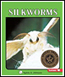 silkworm eggs